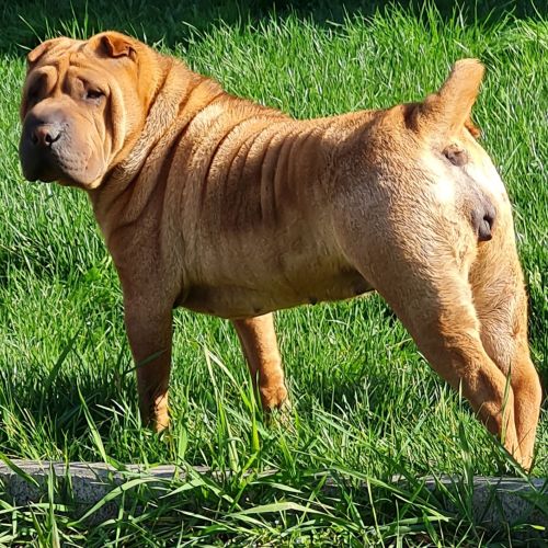 Angel Pei Firestorm Lady-Rosie 