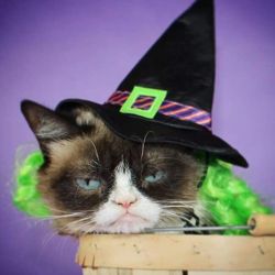 Το πιο κατσούφη γάτα του κόσμου, Grumpy Cat