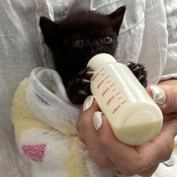Hope-Cica és Barátai Kiscicamentő és Állatvédő Alapítvány