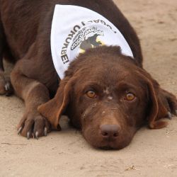 Retriever Rescue Fajtamentő Egyesület