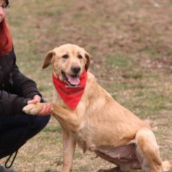 Retriever Rescue Fajtamentő Egyesület