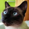 SnoopCatt