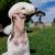 Bedlington terrier