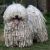 Puli