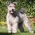 Pumi