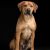 Rodéziai Ridgeback