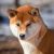 Shiba inu