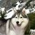 Szibériai husky