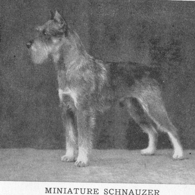 törpe schnauzer 1934.