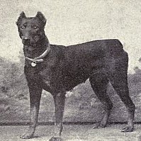 1915. Dobermann_en.wikipedia.org