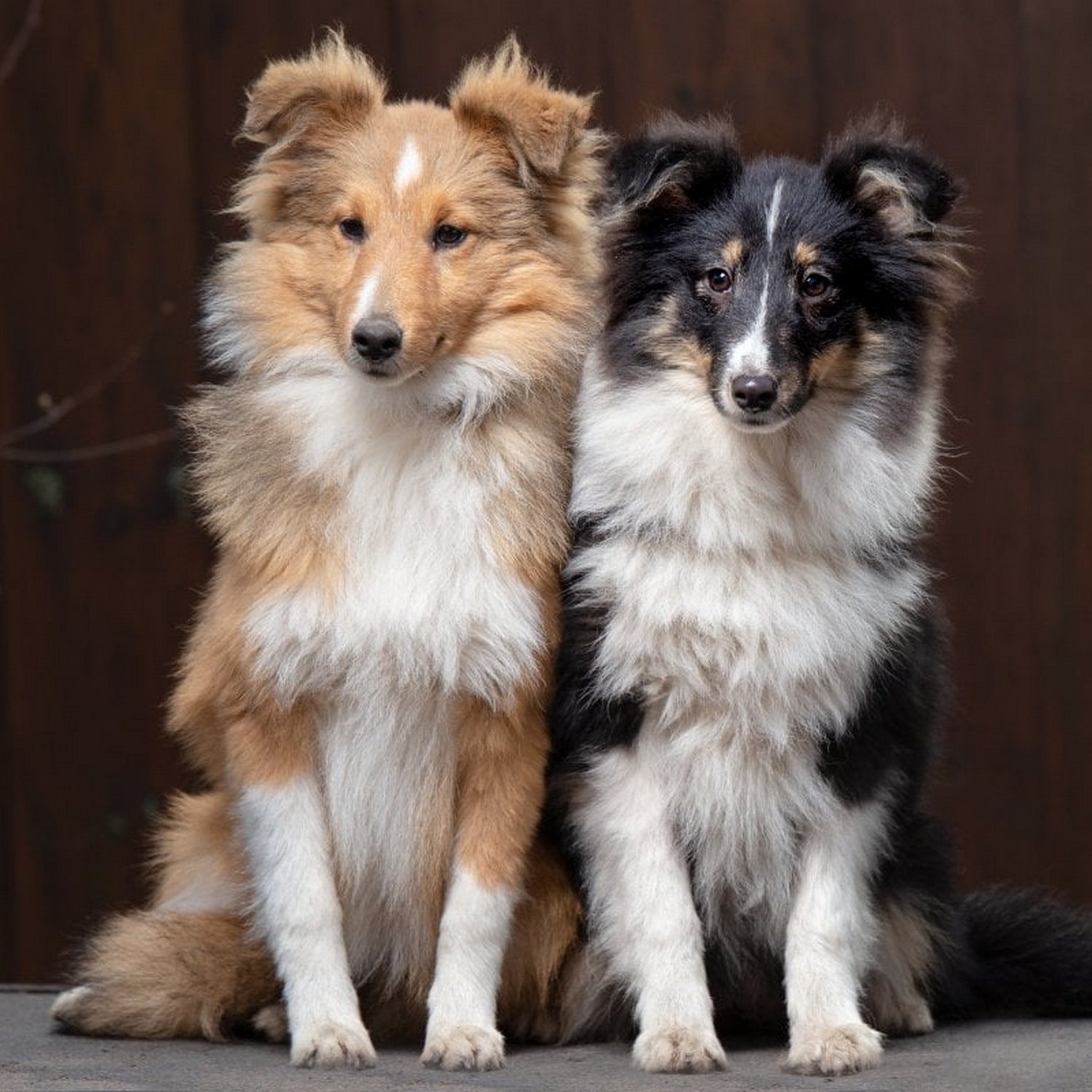 két sheltie ül egymás mellett