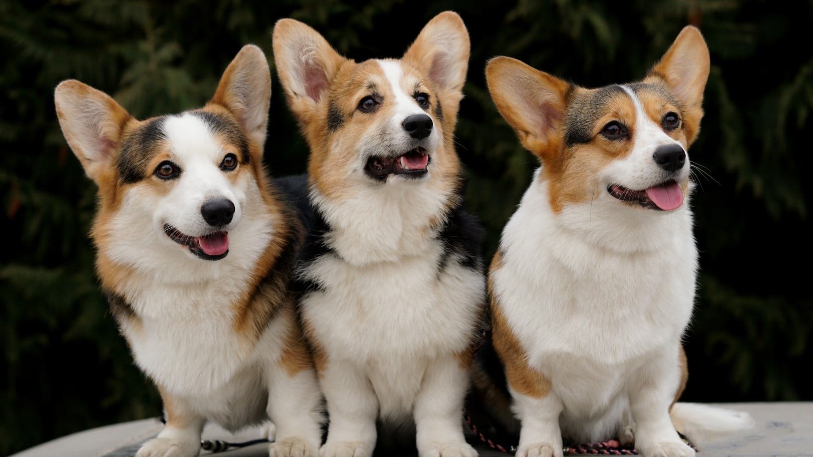 3 pembroke welsh corgi