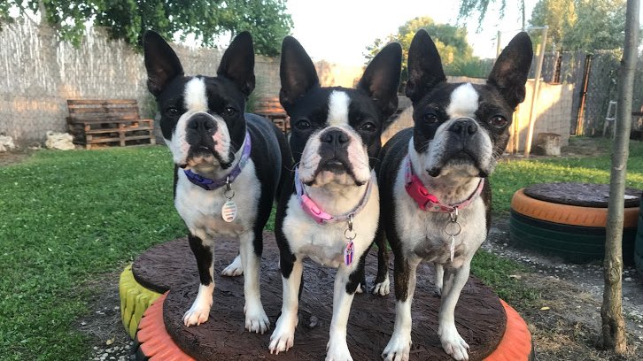 3 boston terrier a játszótéren