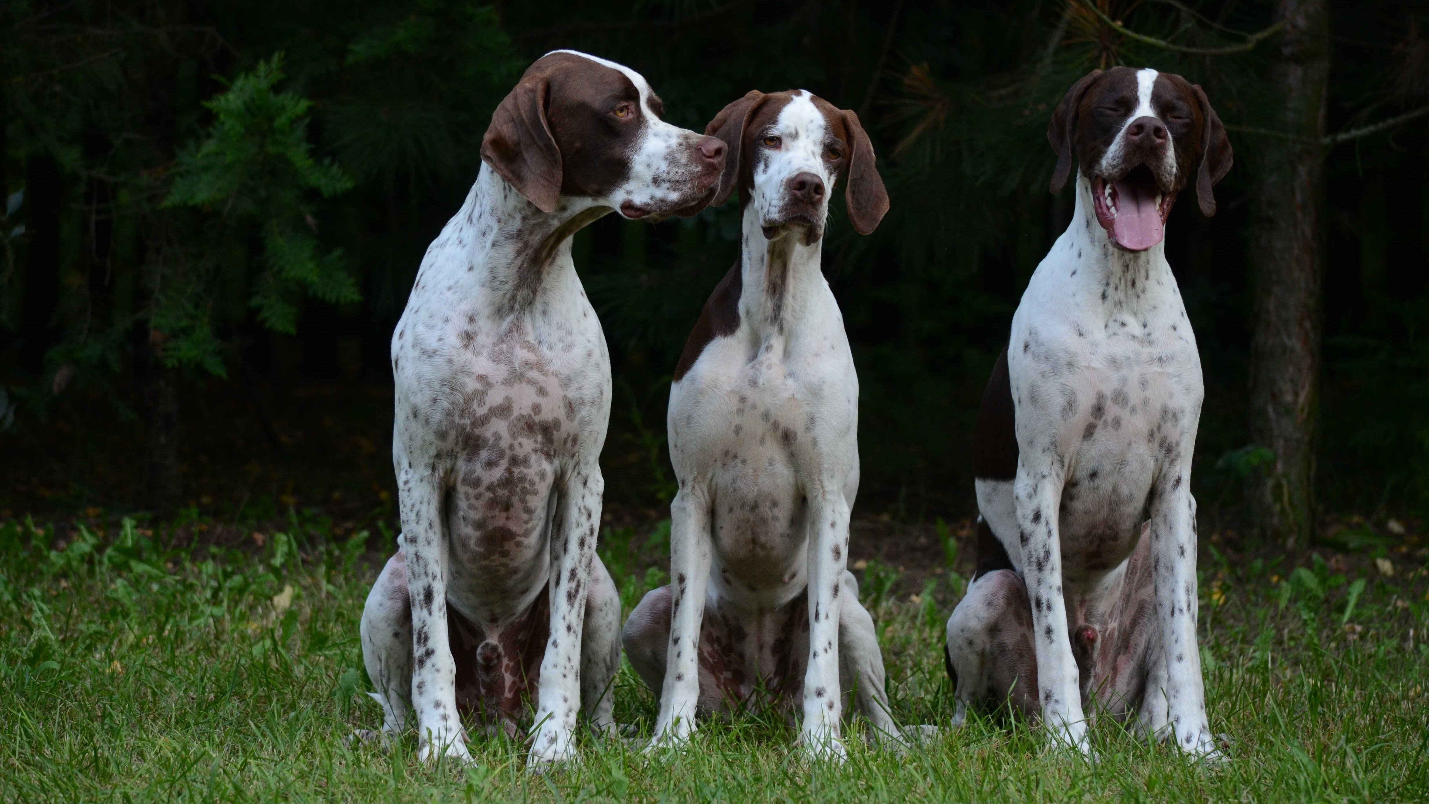 pointer