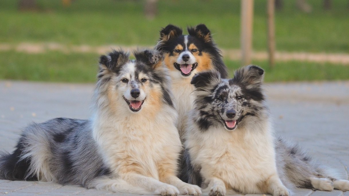 három sheltie egy kupacban