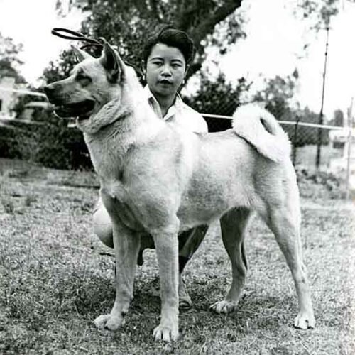 Akita kiállításon