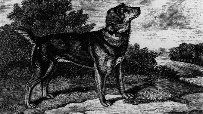 old english rough terrier