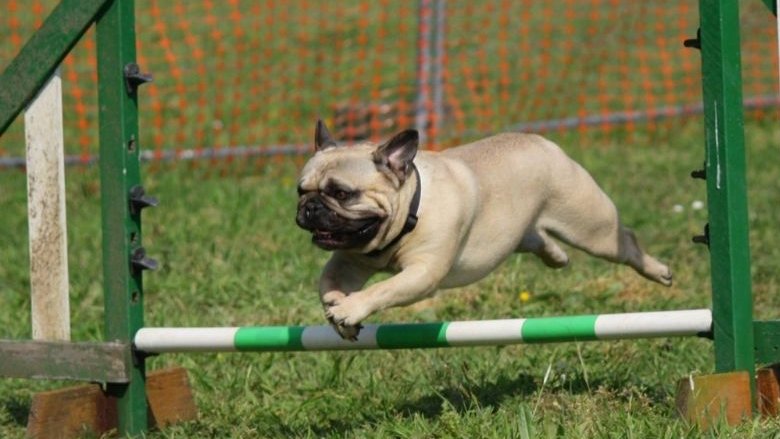 Agilityző bulldog