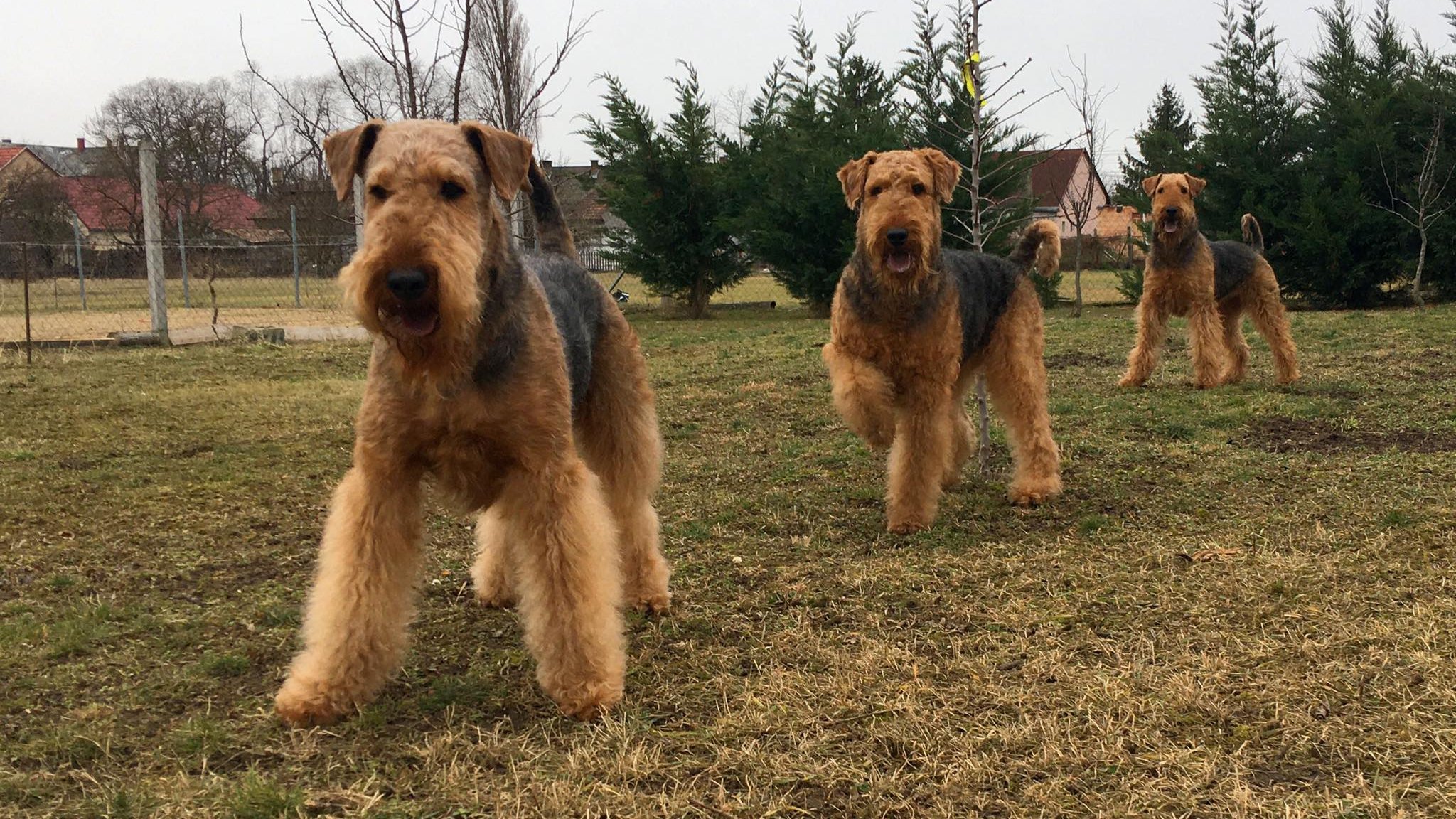 falka airedale terrier