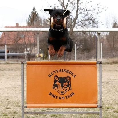 /akadaly_ugro_rottweiler_jatekkal_a_szajaban