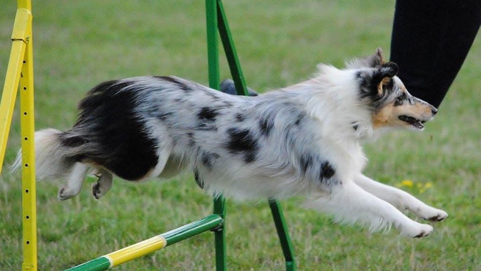 sheltie akadályt ugrik