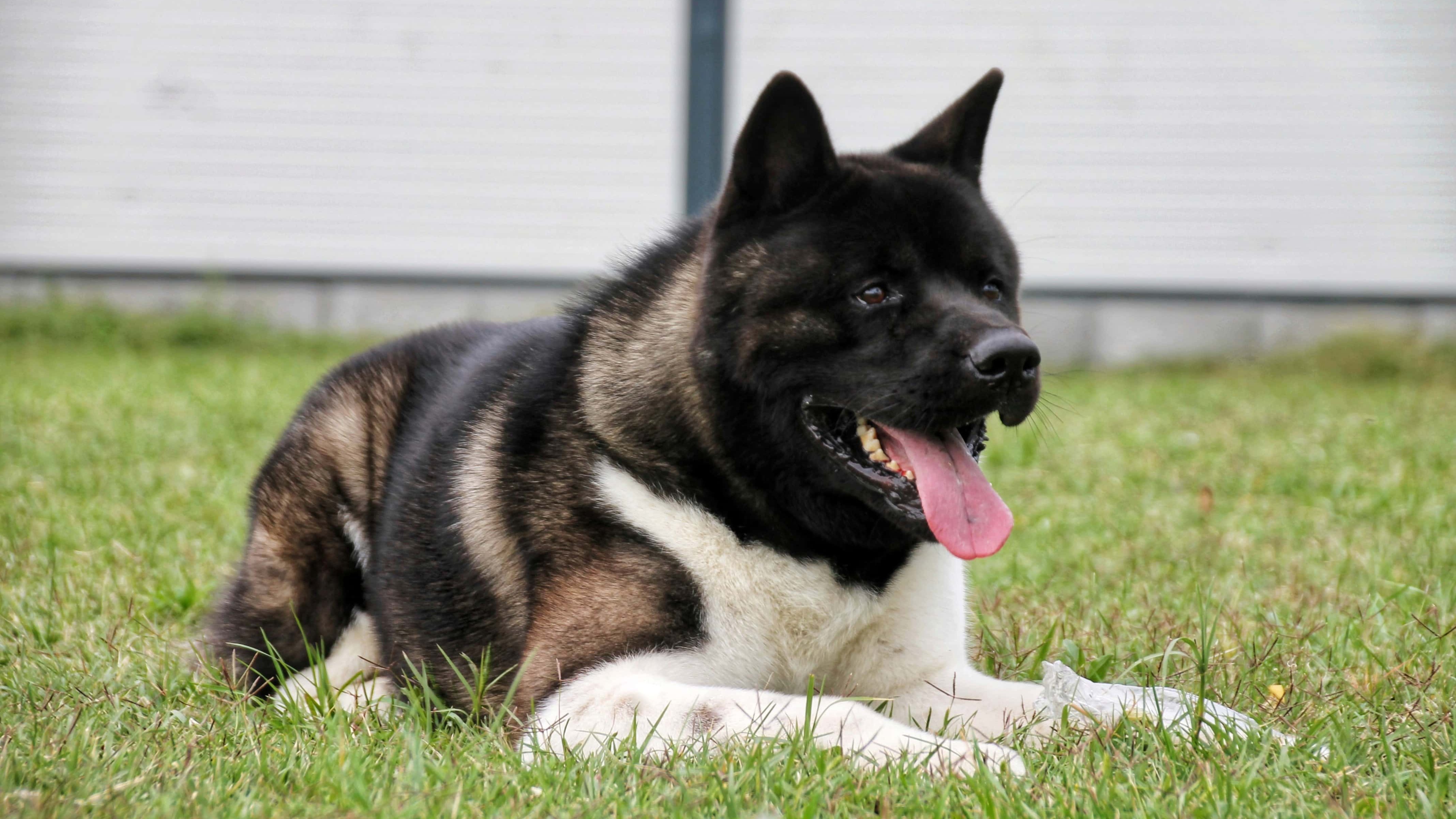 amerikai akita