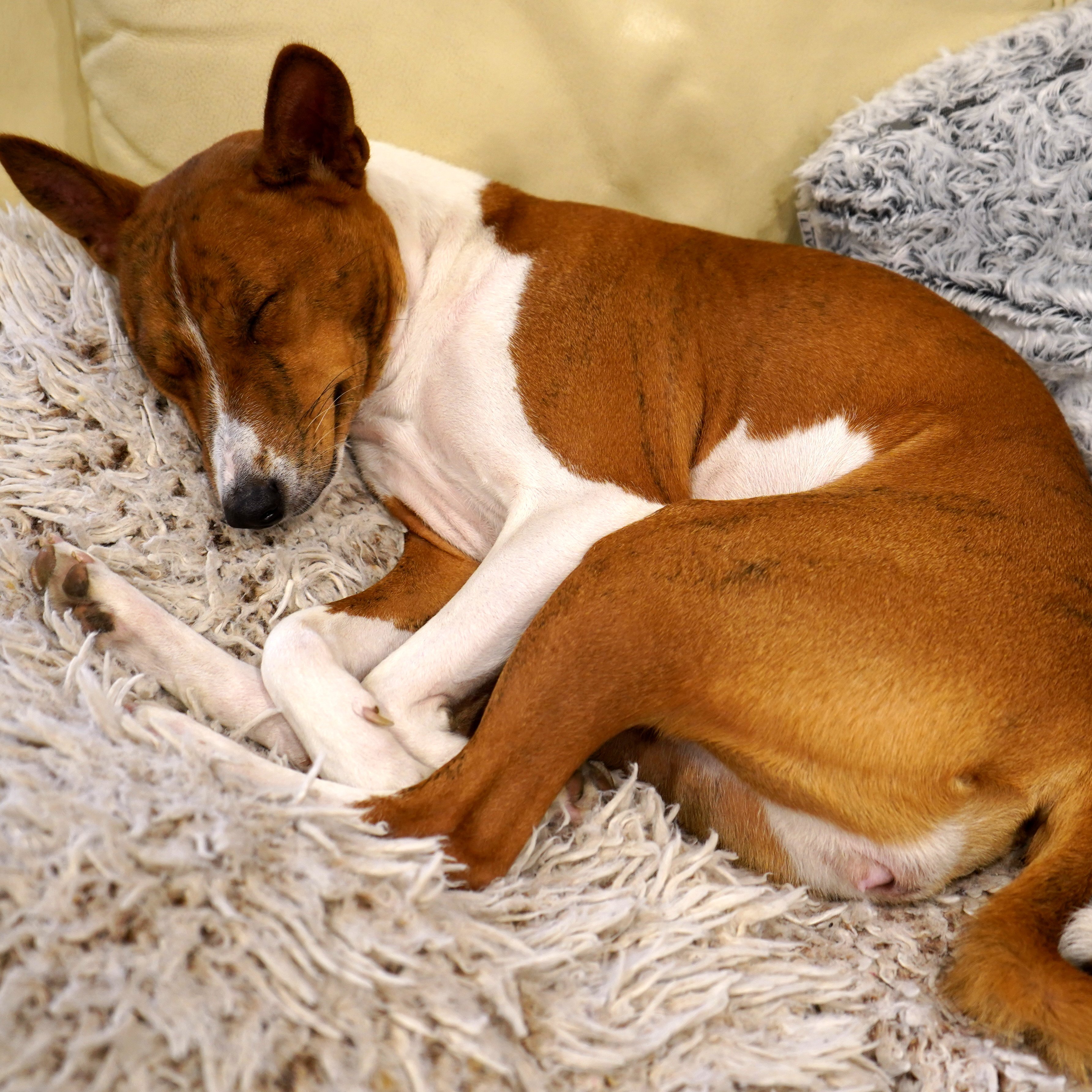 alvó basenji