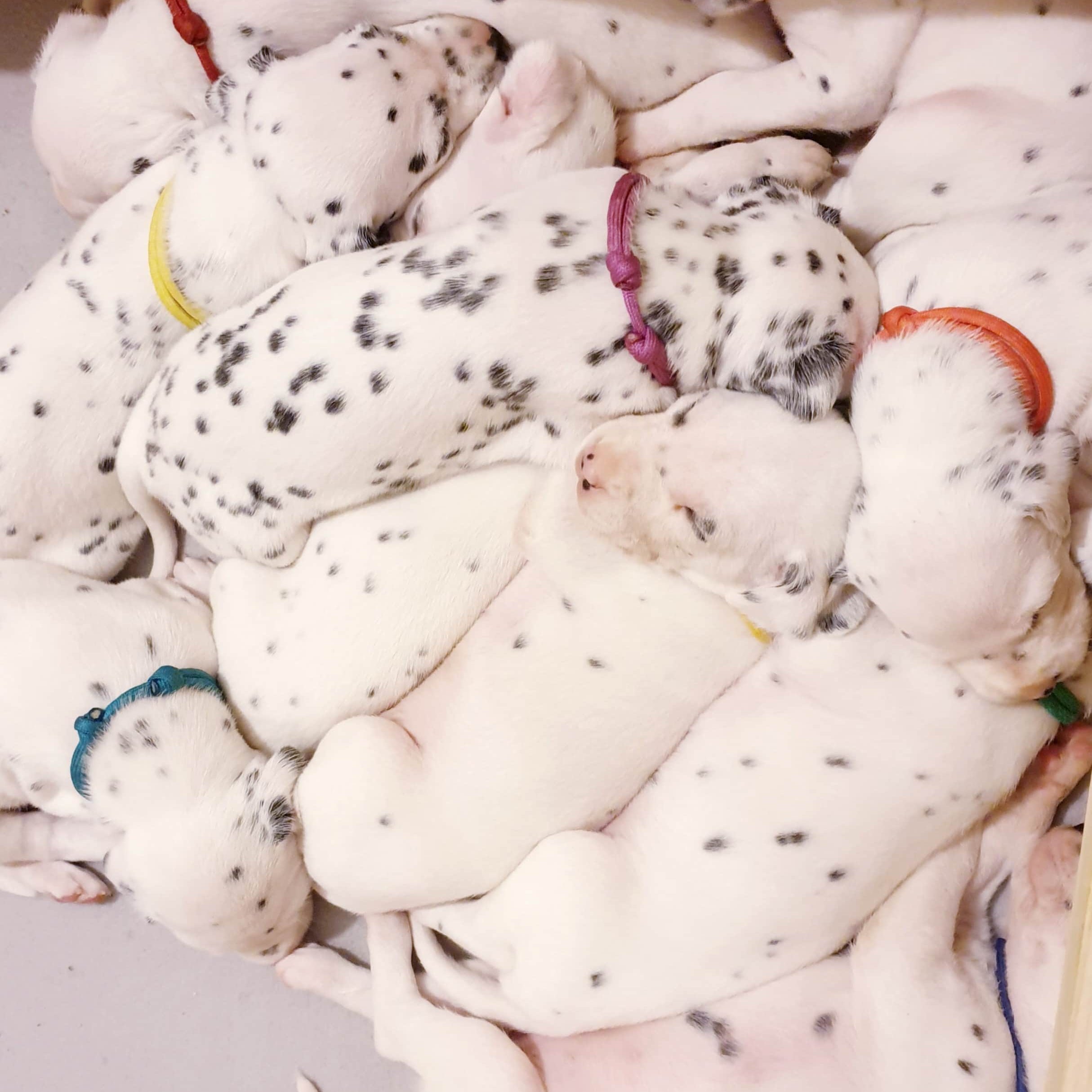 Tóth Noémi a Nomenimi’s Love Spots Dalmata Kennel tulajdonosának fotója