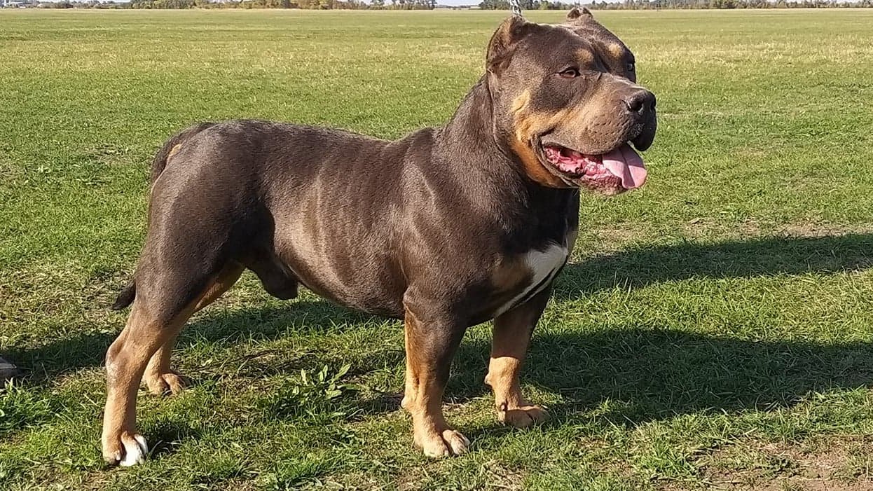Kovács Sándor József a Gorilla Gold Bully kennel tulajdonosának fotója