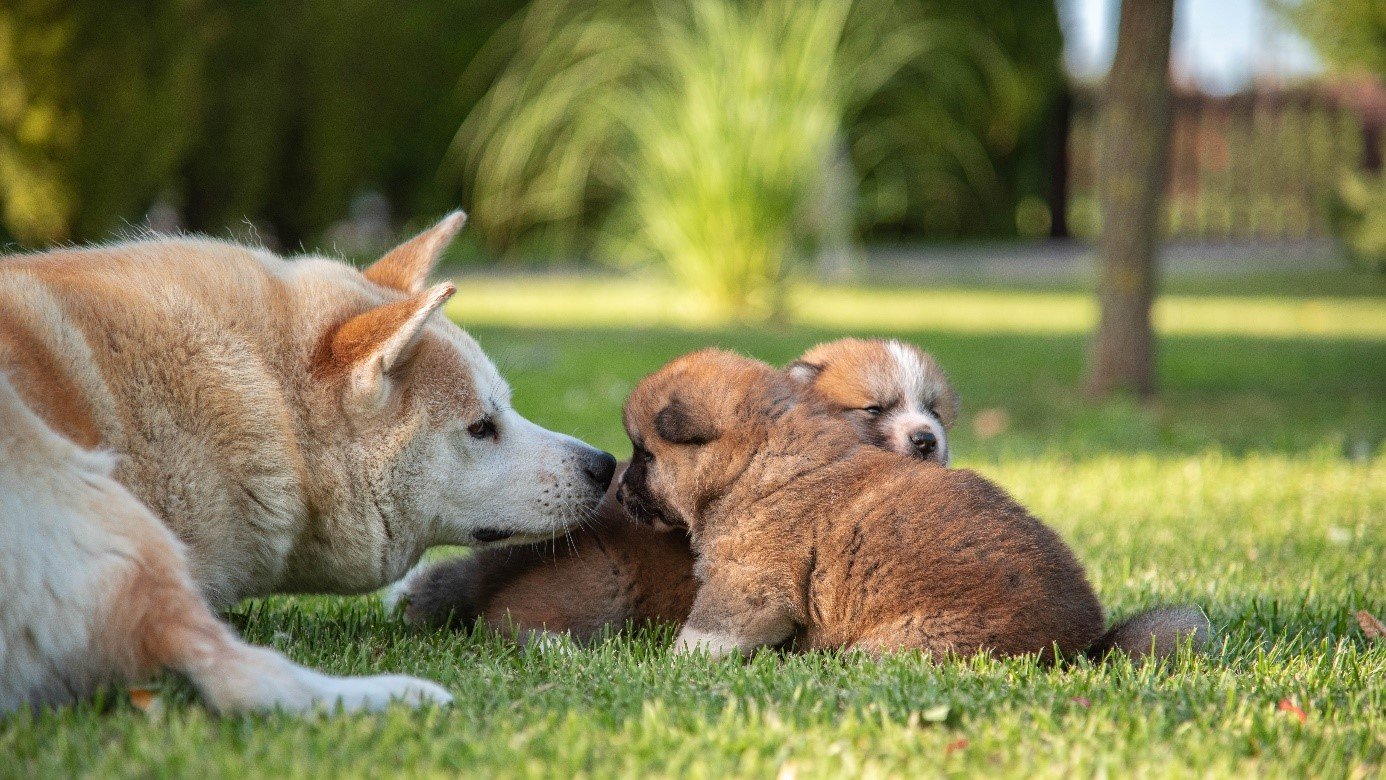 akita inu kölykeivel