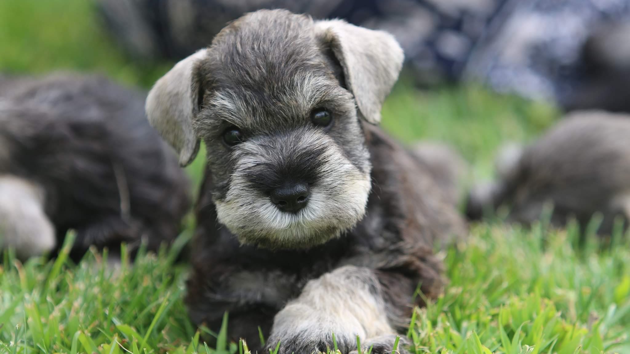 törpe schnauzer kölyök fekszik a fűben