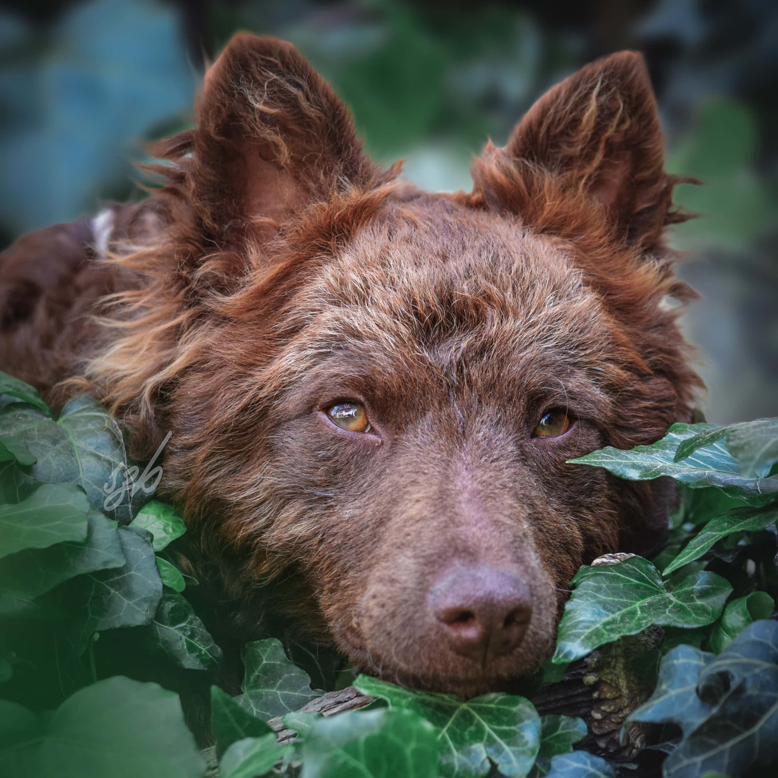 Kohajda Péter a Völgység Kincse Mudi Kennel tulajdonosának fotója