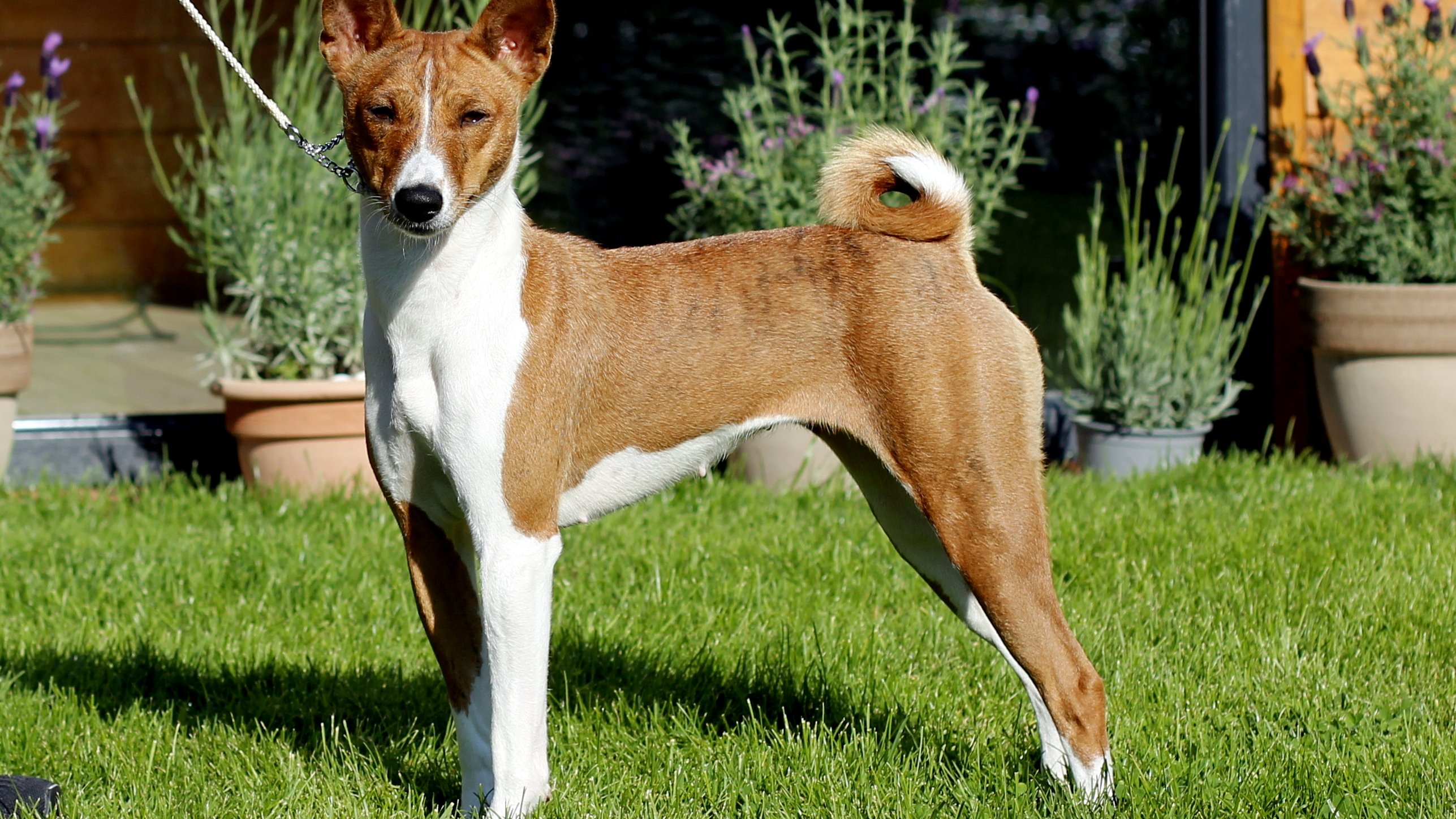 basenji