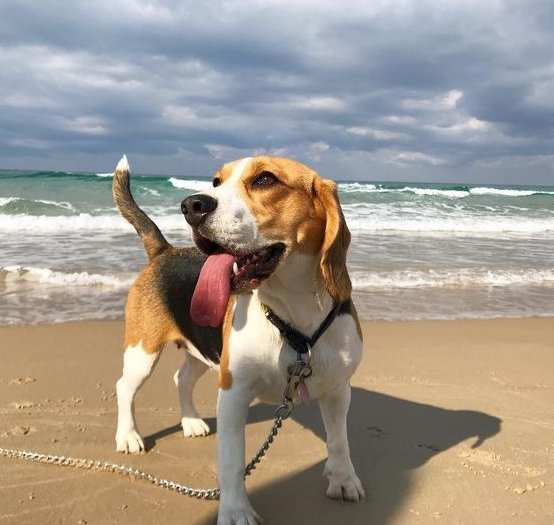 beagle strandon