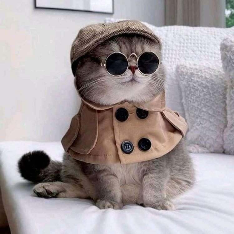 beöltöztette macska