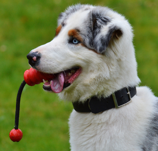 border collie