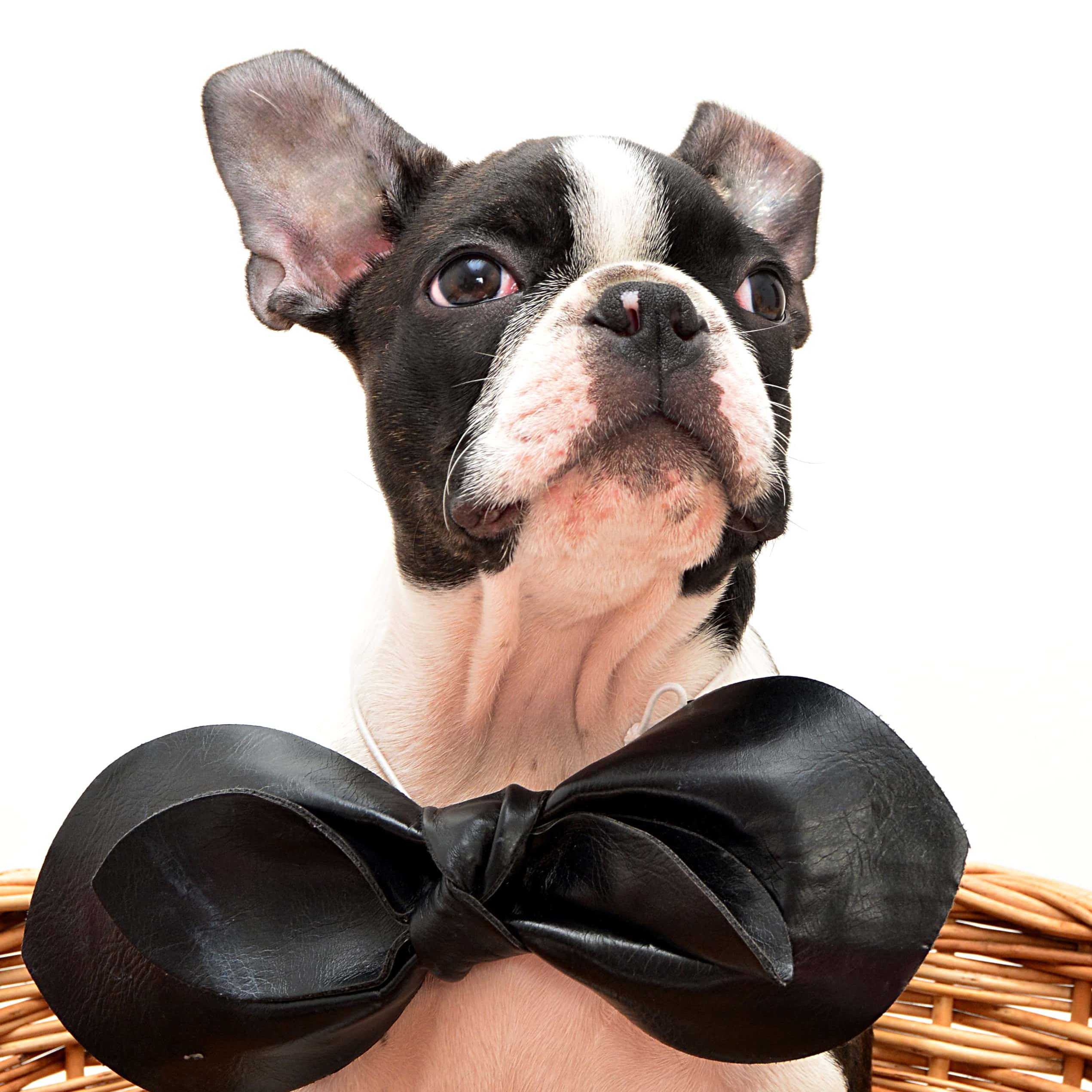 boston terrier csokornyakkendővel