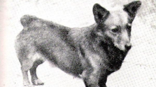 Bowhit Pepper 1926. champion corgi