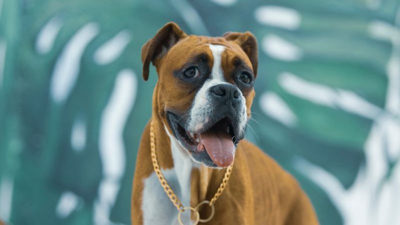 boxer