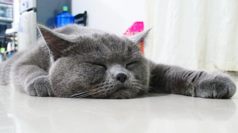 canva.com_macska
