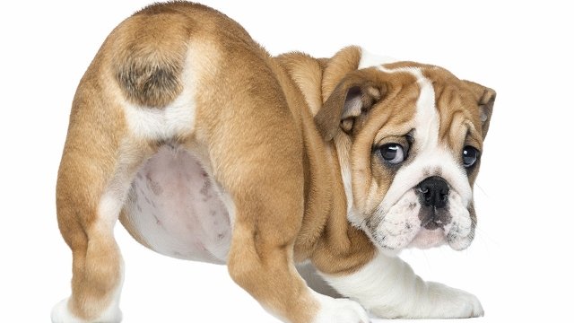 buldogkolyok_feneket_mutatja_www.naturalpet.co.nz