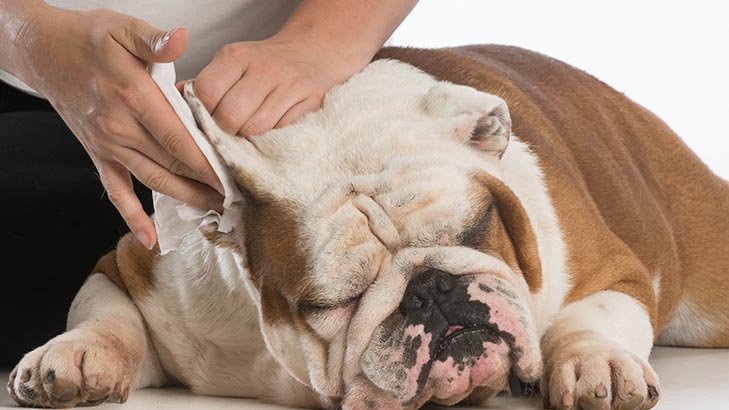 bulldog fültisztítás