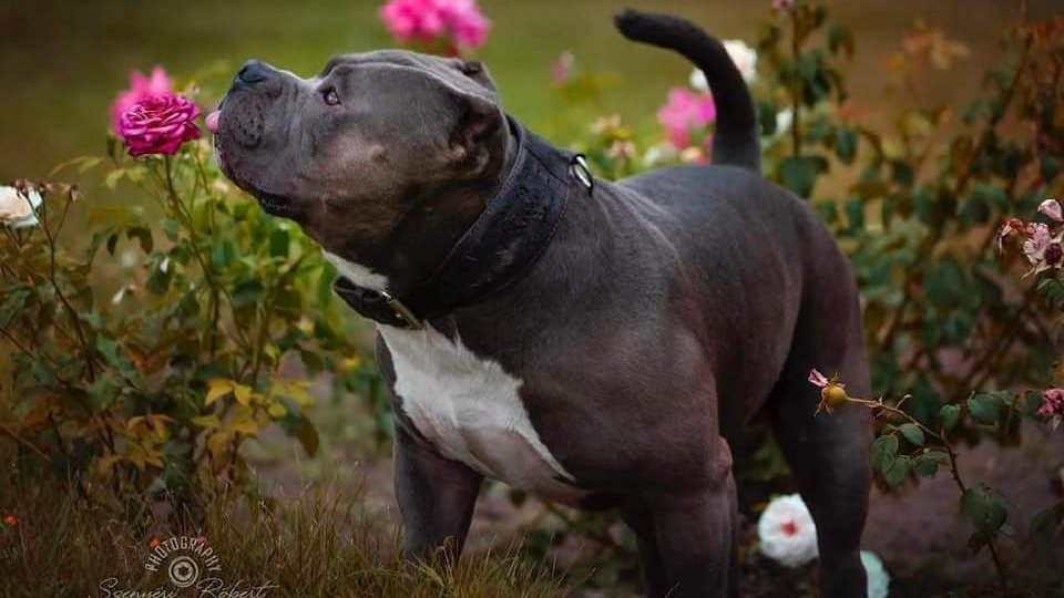 Kovács Sándor József a Gorilla Gold Bully kennel tulajdonosának fotója