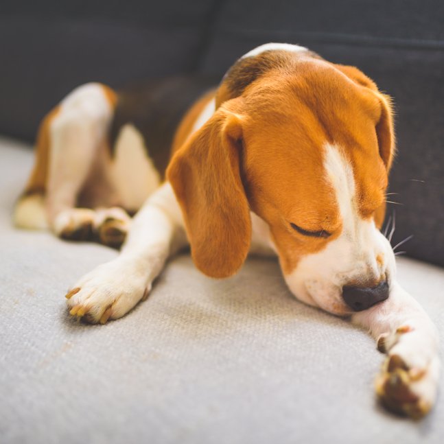 Beagle nyalja a mancsát_burgesspetcare.com