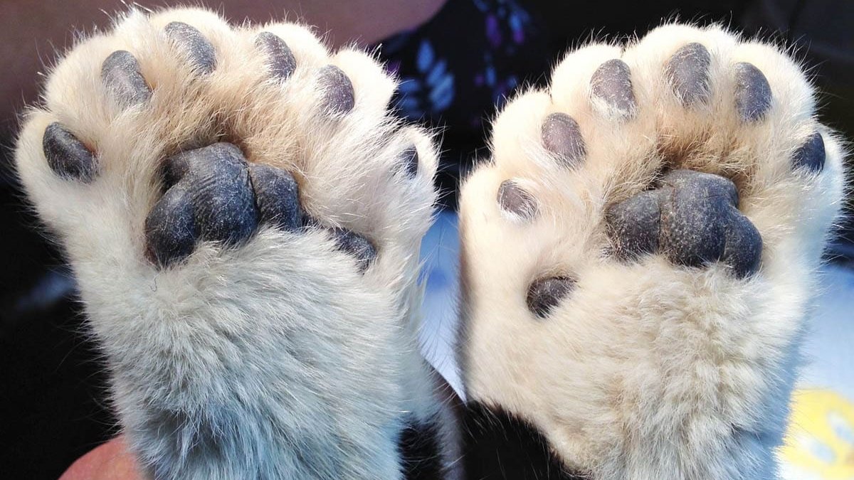 polydactyl macska mancs_forrás:cat-world.com