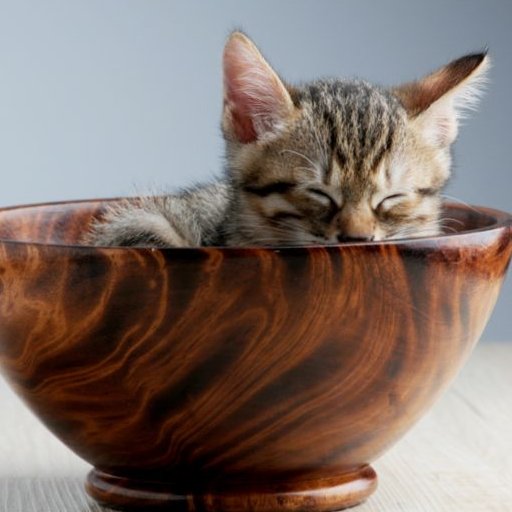 canva.com_macska tálban