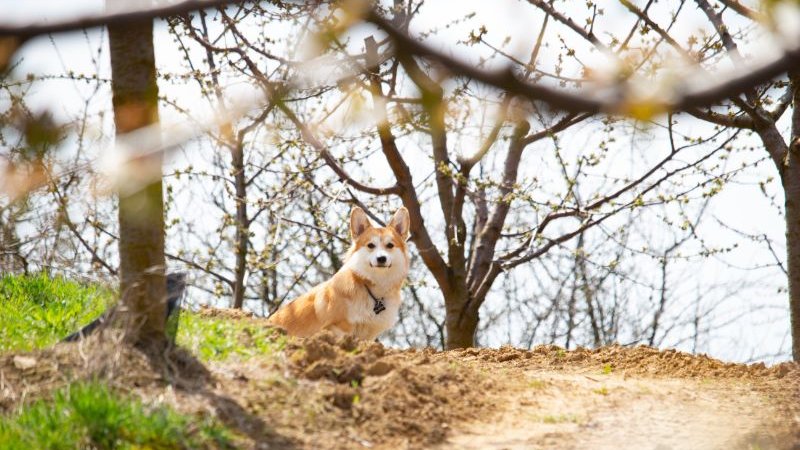 corgi