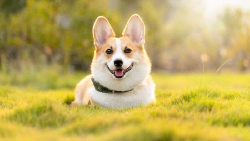 corgi