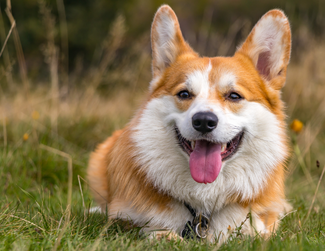 corgi