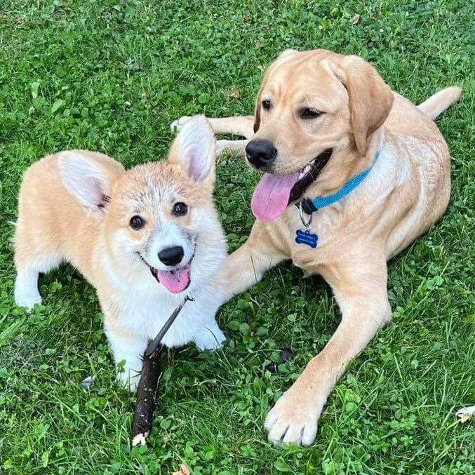 corgi és labi